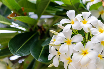 Plumeria flower nature background.
