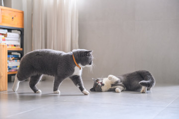 Two British short hair cats, shot indoors