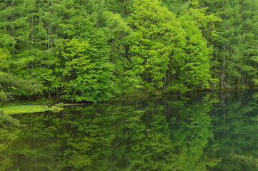 The forest is reflected on the surface like a mirror C