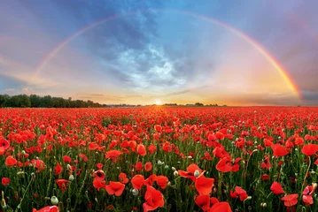 Acrylic prints Poppy Rainbow Landscape over poppy field
