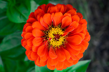 Garden flower zinnia red color close-up.