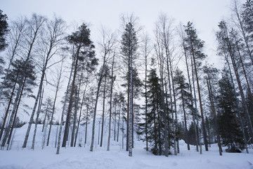 Naklejka premium 雪景色 フィンランド ロバニエミ