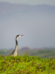 Black-headed Heron