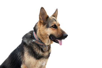 Close up German Shepherd isolated on white background