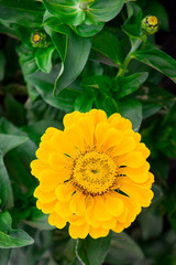 Garden flower zinnia of yellow color. Garden flowers.