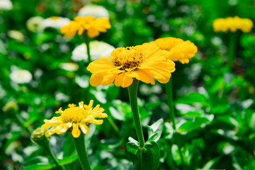 Glade with yellow zinnia flowers on a sunny day. Garden flowers.