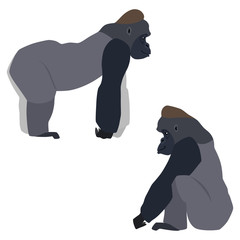 Fototapeta premium Vector illustration of standing and sitting gorillas isolated on white background