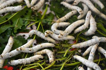 Closeup view of silkworms on mulberry leaves.