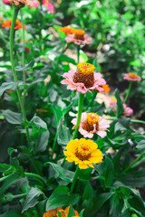 Garden flowers of zinnia on a sunny day. Garden flowers. Texture of flowers.