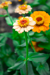 Garden flowers of zinnia on a sunny day. Garden flowers. Texture of flowers.