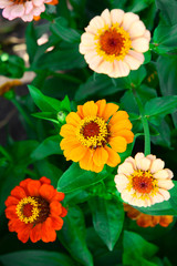 Garden flowers of zinnia on a sunny day. Garden flowers. Texture of flowers.