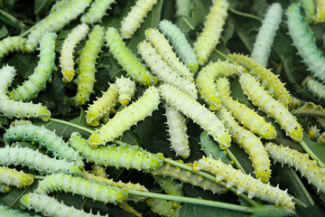 Closeup view of silkworms on mulberry leaves.