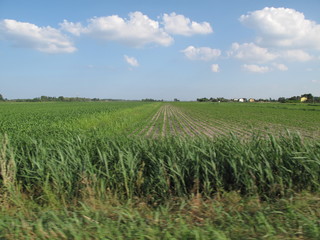 Fototapeta premium paesaggio agricolo di campagna in primavera