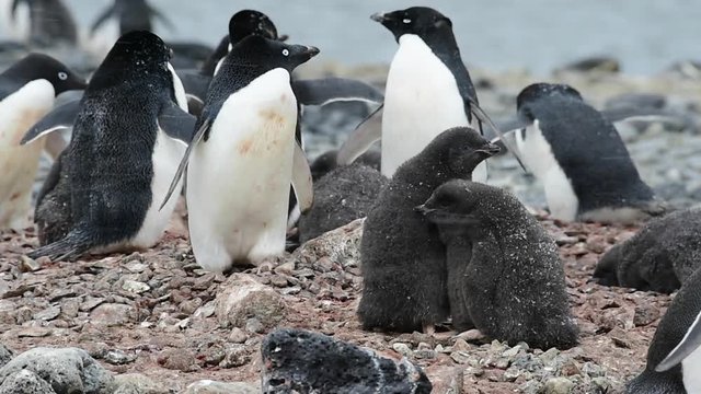 Adelie Penguin with chicks