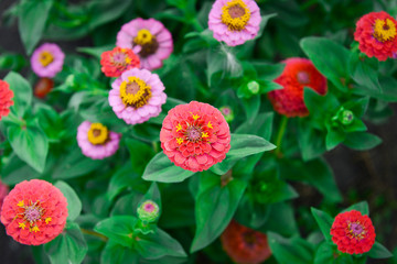 Garden flowers of zinnia pink color on a sunny day. Garden flowers. Texture of flowers.