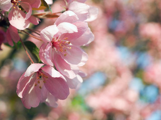 Fototapeta na wymiar Beautiful and rare pink Apple flowers. Macro