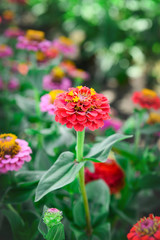 A flower of zinnia of red color on a summer day. Garden flowers.