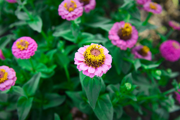 Garden flowers of zinnia pink color on a sunny day. Garden flowers. Texture of flowers.