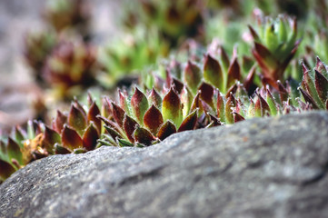 One of the species of Sempervivum plant, commonly known as Houseleeks