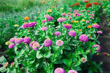 Garden flowers of zinnia pink color on a sunny day. Garden flowers. Texture of flowers.