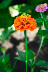 A flower of zinnia of red color on a summer day. Garden flowers.
