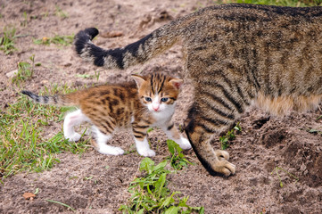 Naklejka na ściany i meble Small kitten walks with his mother