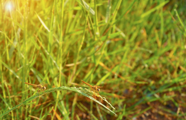 dragonfly sit on green grass leaf.vintage background