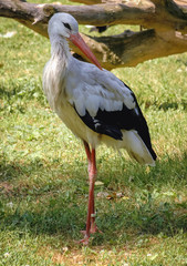 White stork stands on a green meadow in Poland