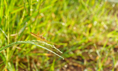 dragonfly sit on green grass leaf.vintage background