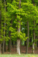 Green oak forest in spring time