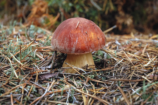 Clse up on a small Boletus mushroom in forest, Masovian Voivodeship of Poland