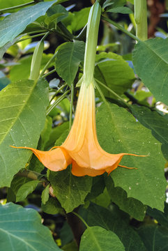 Close up on Datura plant, variety called Grand Marnier