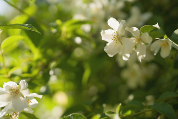 blossoming jasmine flowers on a sunny summer day