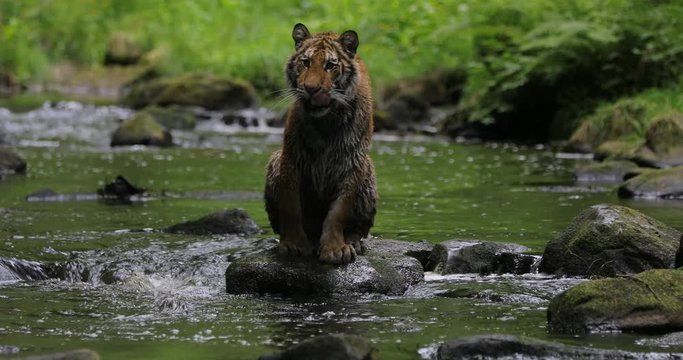 Amur tiger in the river water. Dangerous animal, taiga, Russia. Big animal in green forest. Siberian wild cat walking in nature habitat.