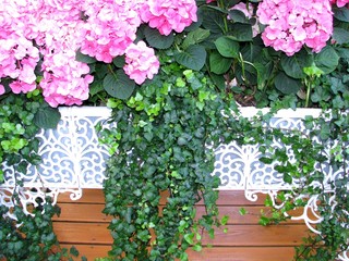 The flowers are pink petunias in the street flower bed