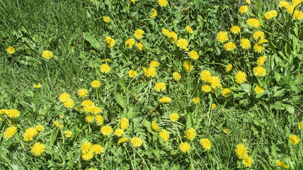 Yellow flowers on a green lawn