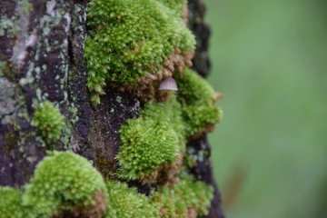 Close up Moss on tree