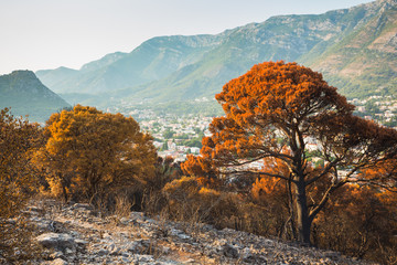 In the mountains after the fire of 2017 in Montenegro