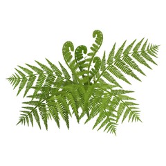 Bush of green wide open leaves of fern vector illustration - obrazy, fototapety, plakaty