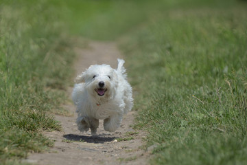 Maltese dog running and jumping