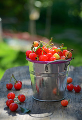 Fototapeta na wymiar Ripe sweet cherry in small bucket