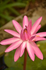 flora boat palm trees nature tree sky blue garden coast sand shore fruit Bush sail air rest relax port river