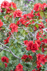 A chic blooming camellia bush in the spring garden. Bright, red azaleas flowers among the green leaves. Big red azalea bush in the garden. Season of flowering azaleas.