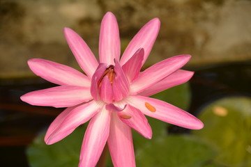 flora boat palm trees nature tree sky blue garden coast sand shore fruit Bush sail air rest relax port river