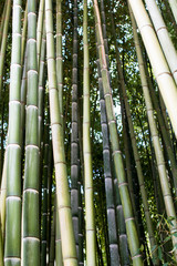 Bamboo cultivation, bamboo logs in full growth, dense wood production for the production of carpentry materials. and interior supplies of bamboo, raw material. Green and light brown bamboo forest