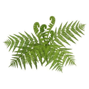 Bush of green wide open leaves of fern vector illustration