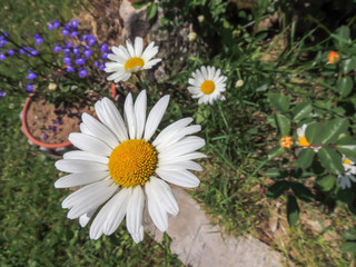 Marguerites dans le jardin