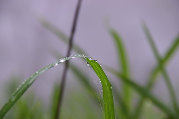 Waterdrop on green leaf