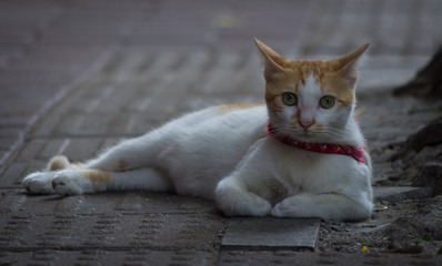 Cat