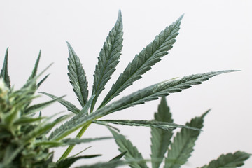 Cannabis plants in a Dutch grow shop. Legal cultivation of cannabis for therapeutic purposes....